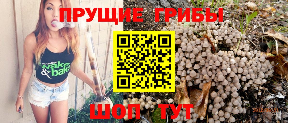 Псилоцибиновые грибы Cubensis Ефремов